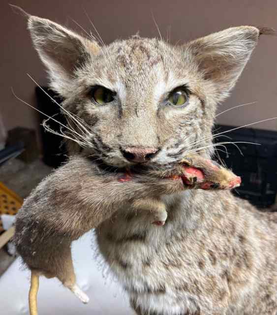 Cat bobcat from texas 